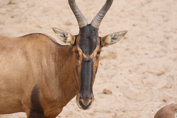 Dolomite Camp: Tsessebe