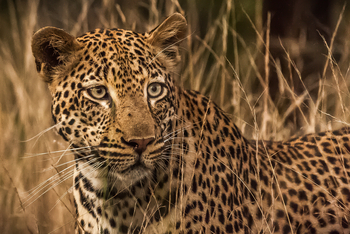 Dulini River: Leopardenblick