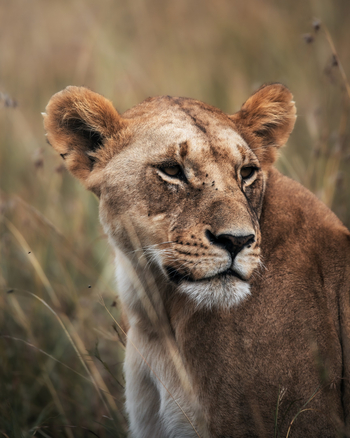 Elewana Loisaba Tented Camp: Löwin