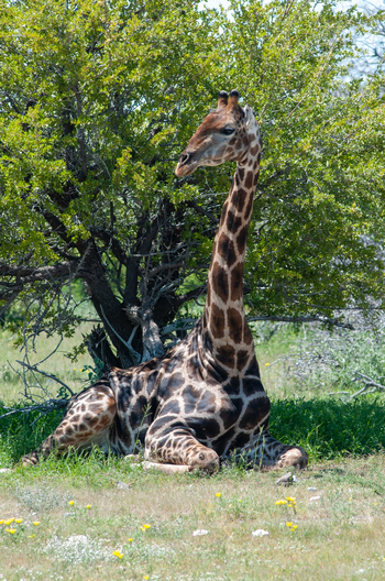 Epacha Game Lodge: Sitzende Giraffe