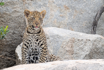 Esirai Camp: Leopardenzunge