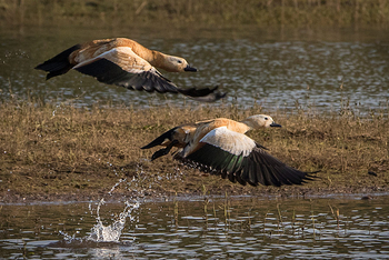 Flame of the Forest Safari Lodge: Enten
