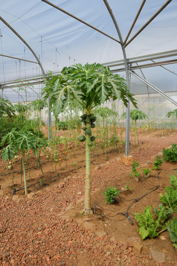 Gmundner Lodge: Gewächshaus