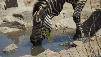 Hobatere Lodge: Trinkendes Zebra