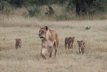 Imvelo Safaris Imvelo Safaris: Löwin mit Jungtieren
