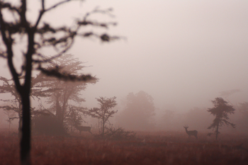 Kicheche Laikipia Camp: Antilopen im Nebel