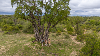 Kings Camp: Bush Walk