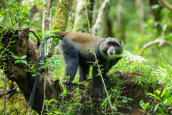 Koroi Forest Camp: Meerkatze im Arusha National Park