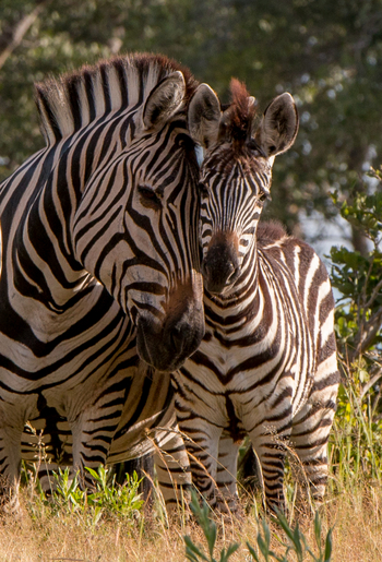 Lebala Camp Lebala Camp: Zebrafohlen