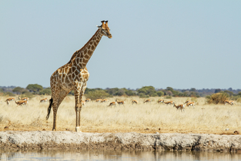 Leroo La Tau Lodge: Giraffe