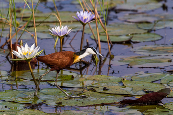 Little Tubu Camp: Blaustirnblatthühnchen