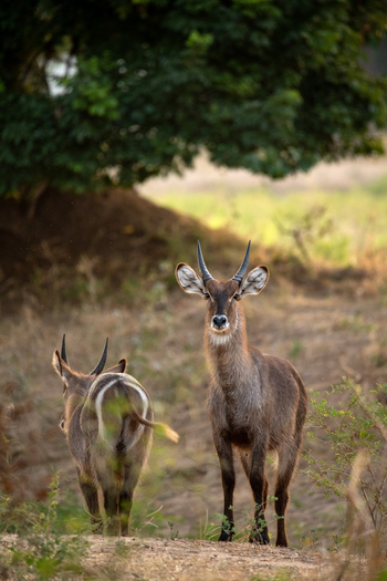 Mana River Camp Mana River Camp: Wasserböcke