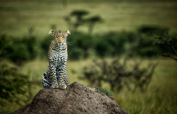 Mara Toto Tree Camp: Leopard