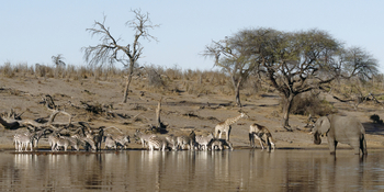 Meno A Kwena Camp Meno A Kwena Camp: Zebras zusammen mit Giraffen und Elefanten