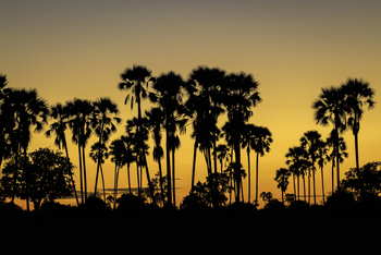 Mombo Camp: Sonnenuntergang vor Palmen