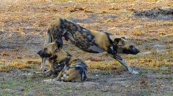 Nanzhila Plains Camp: Wildhunde