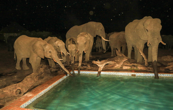 Nehimba Lodge: Trinken am Pool