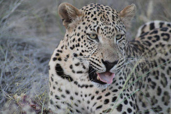Okutala Lodge: Leopard