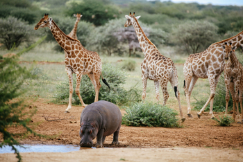 Old Traders Lodge: Hippo und Giraffen