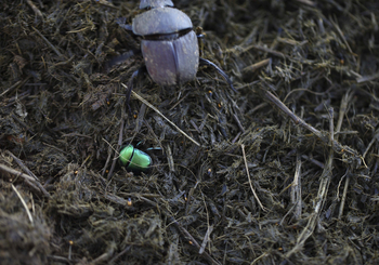 Phinda Mountain Lodge: Käfer