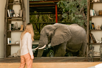 Potato Bush Camp: Elefantenbesuch
