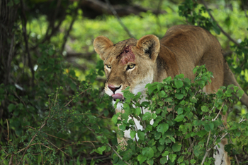 Richard's River Camp: Blutverschmierte Löwin