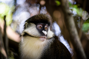 Sanctuary Olonana: Red-tailed Monkey