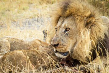 Savute Safari Lodge: Männlicher Löwe