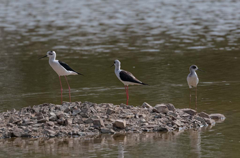 Sawai Vilas: Lake Mansarovar - Blck-winged Stilts