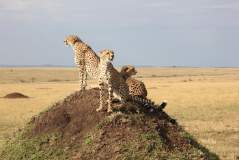 Sentinel Mara Camp: Geparde auf Hügel
