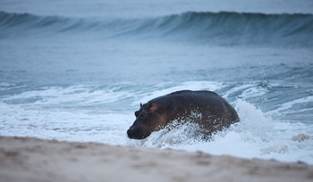 Sette Cama Eco Camp: Surfing Hippo