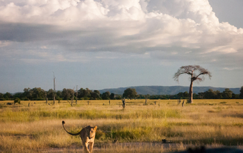 Shawa Luangwa Camp: Baobab mit Adlerhorst