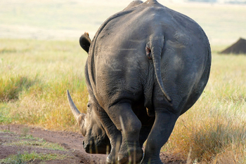 Sirikoi Lodge Sirikoi Lodge: Nashorn Tailend