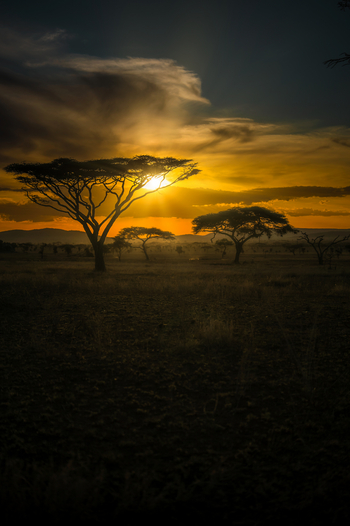 Siringit Serengeti Camp: Schirmakazie vor der Sonne