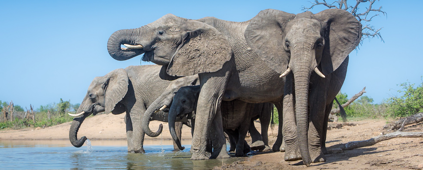 Tanda Tula Safari Camp Tanda Tula Safari Camp: Elefanten am Wasserloch