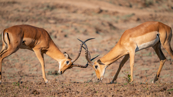 Time + Tide South Luangwa: Kämpfende Impalas