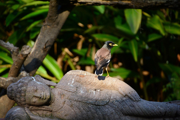 Vanghat: Buddha Bird Bath