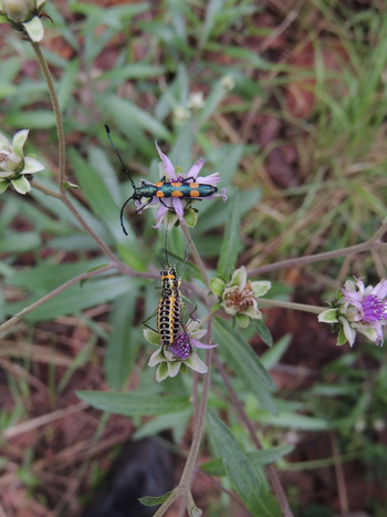 Wasa Lodge: Bunter Käfer und bunte Grille