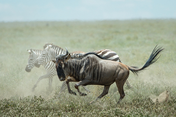 Wilderness Usawa Serengeti Camp: Streifengnu und Zebras