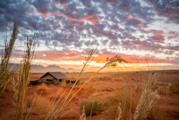 Wolwedans Dune Camp: Dünengräser