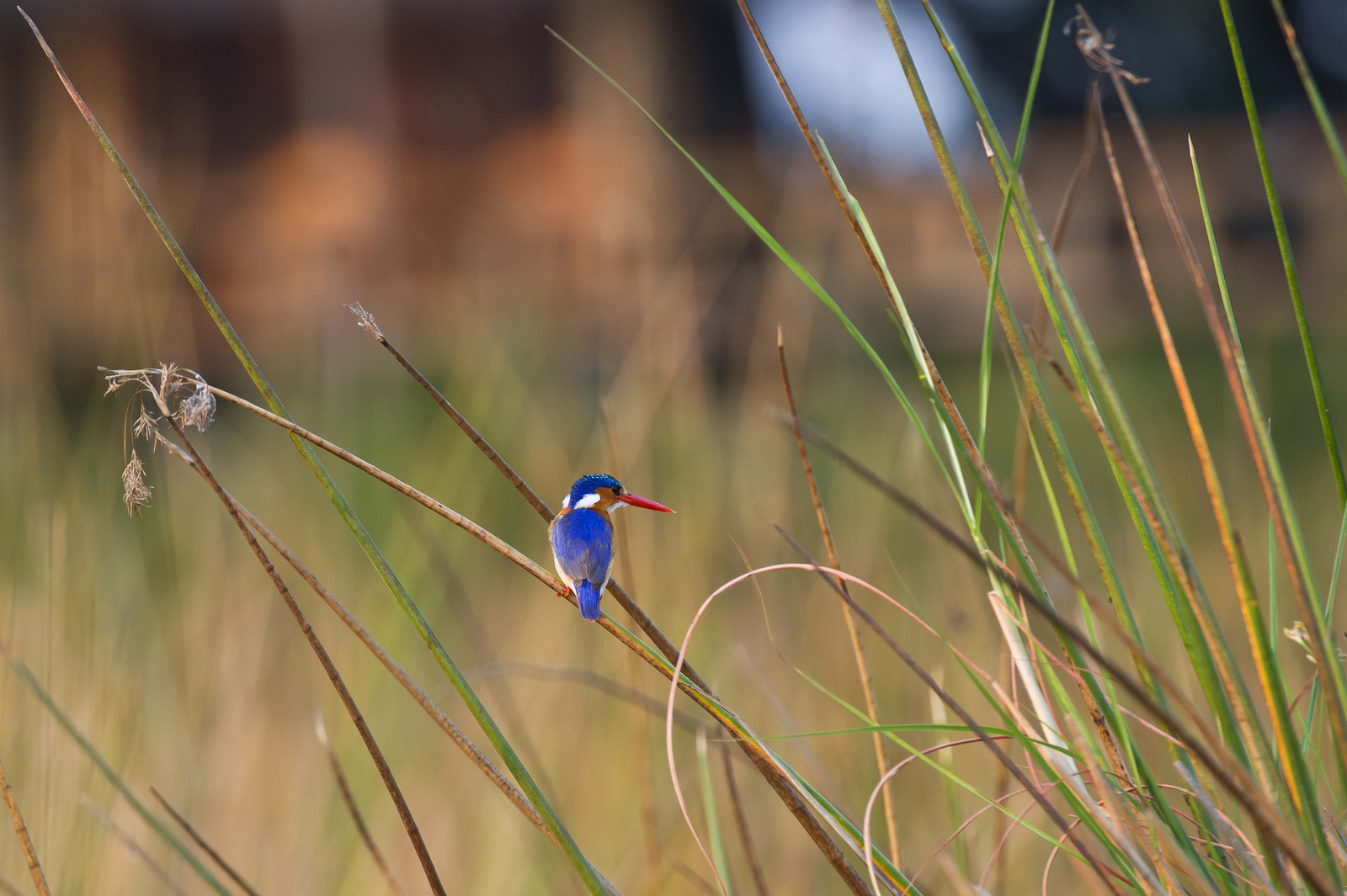 Xigera Safari Lodge Xigera Safari Lodge: Malachiteisvogel