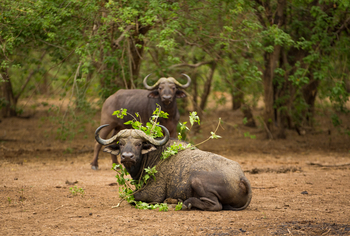 Amanzi Camp: Büffel
