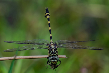 Bamboo Forest Safari Lodge: Golden-ringed Dragonfly