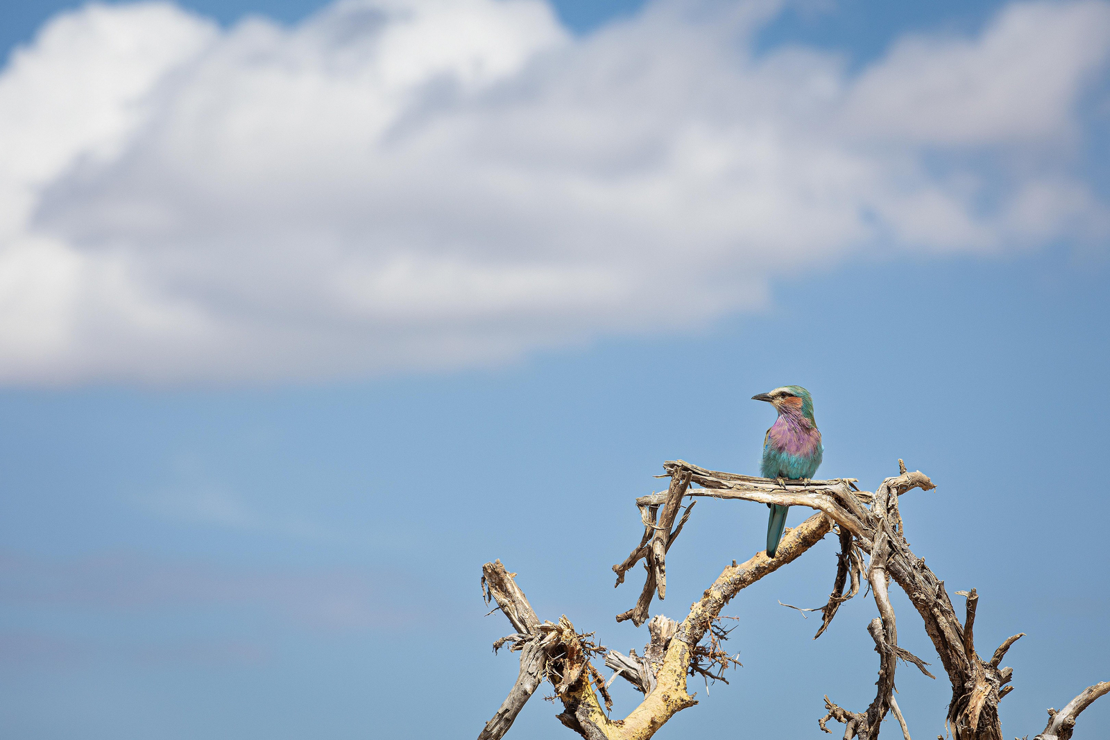 Borana Lodge Borana Lodge: Gabelracke auf Ast