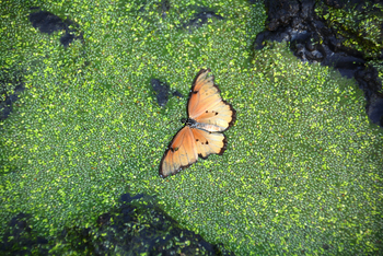 Chem Chem Lodge: Wunderschöner Schmetterling
