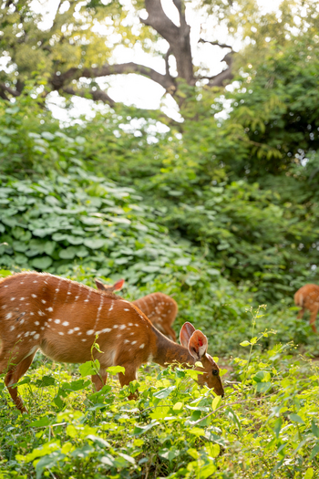 Chobe Safari Lodge: Resident Bush Buck