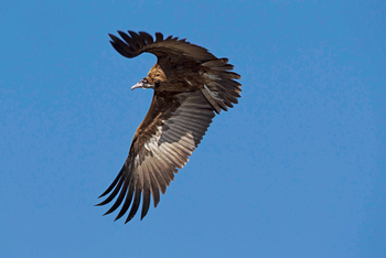 Chobe Savanna Lodge: Hooded Vulture