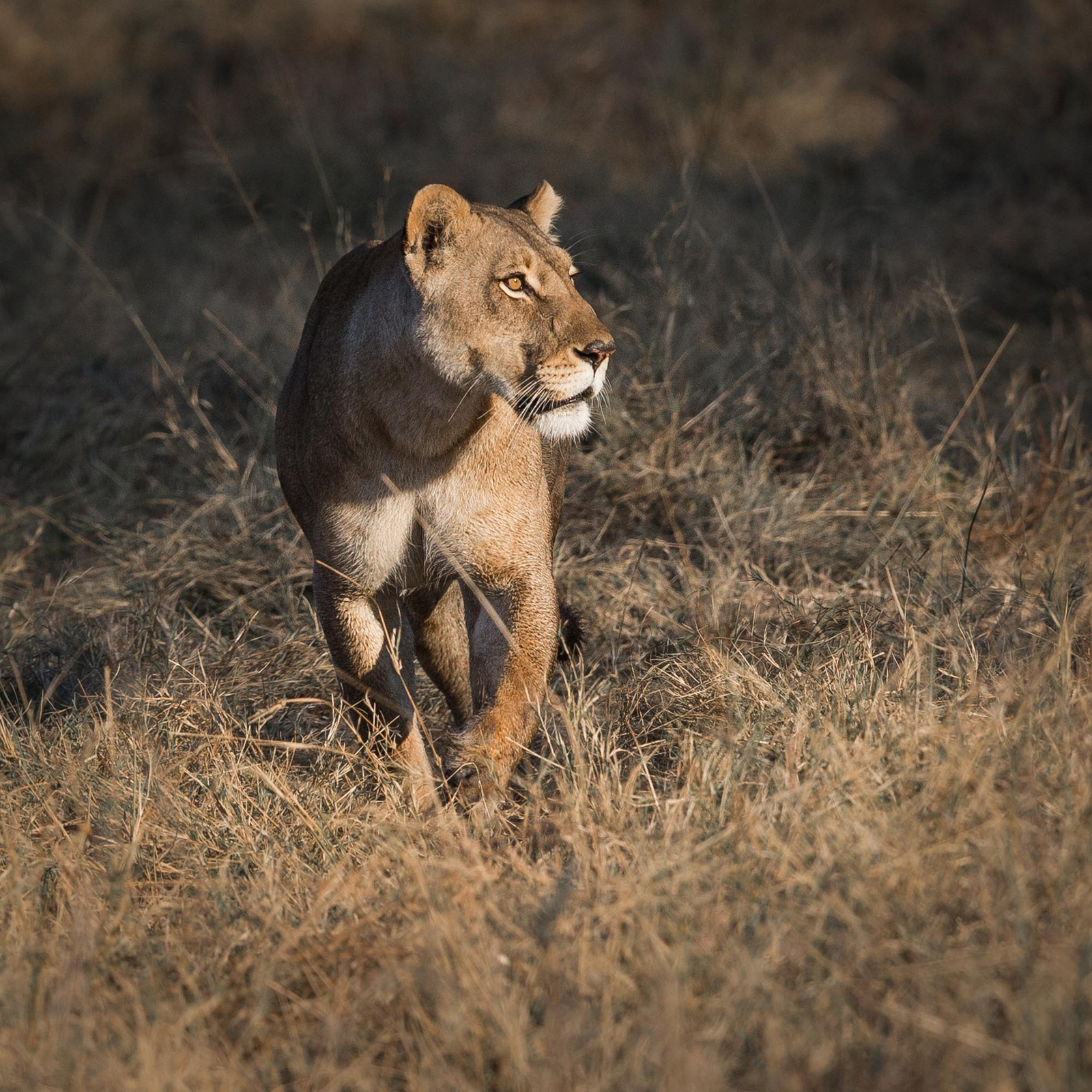 Duke's East Duke's East: Löwin