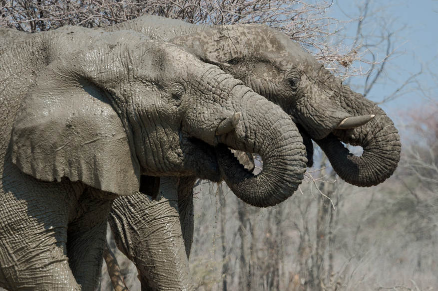 Etosha Heights Game Reserve