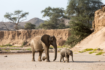 Hoanib Skeleton Coast Camp: Elefant und Elefantenjunges